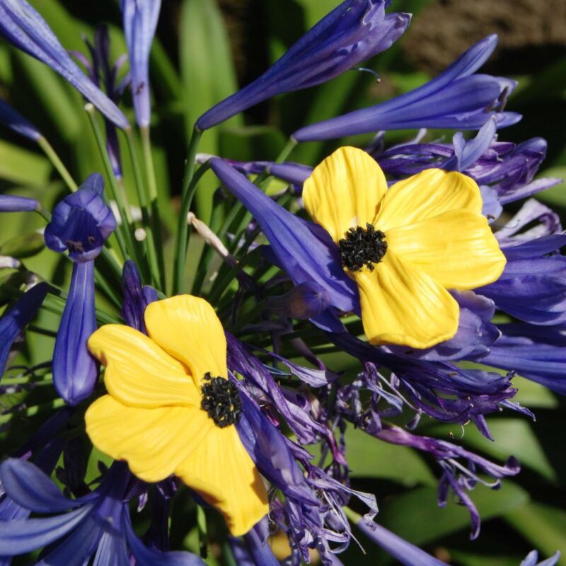 Media flor pétalos AMARILLO